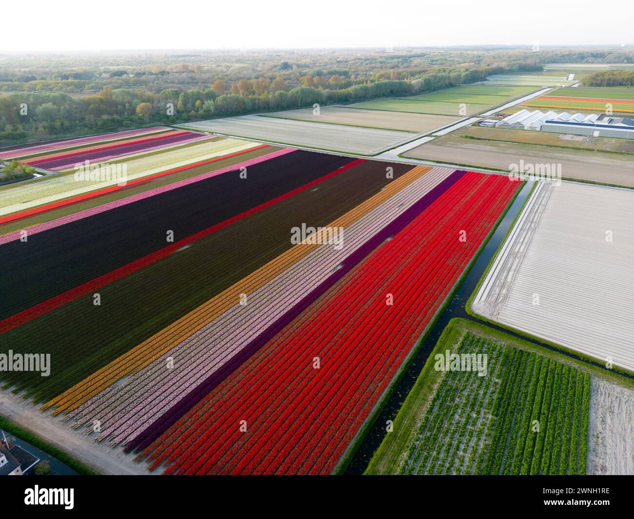 Aerial view of a tulip fields near Vogelenzang, The Netherlands Stock Photo