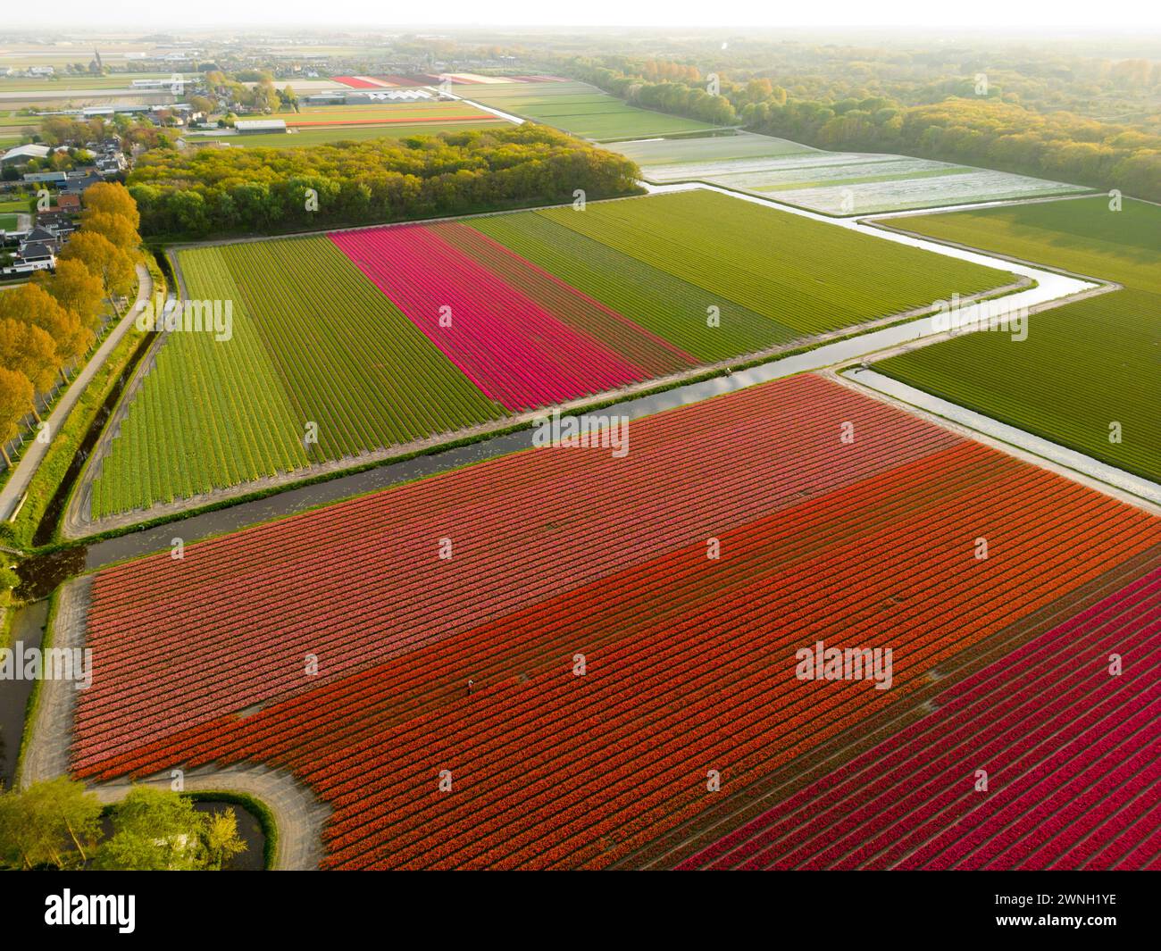 Aerial view of a tulip fields near Vogelenzang, The Netherlands Stock Photo