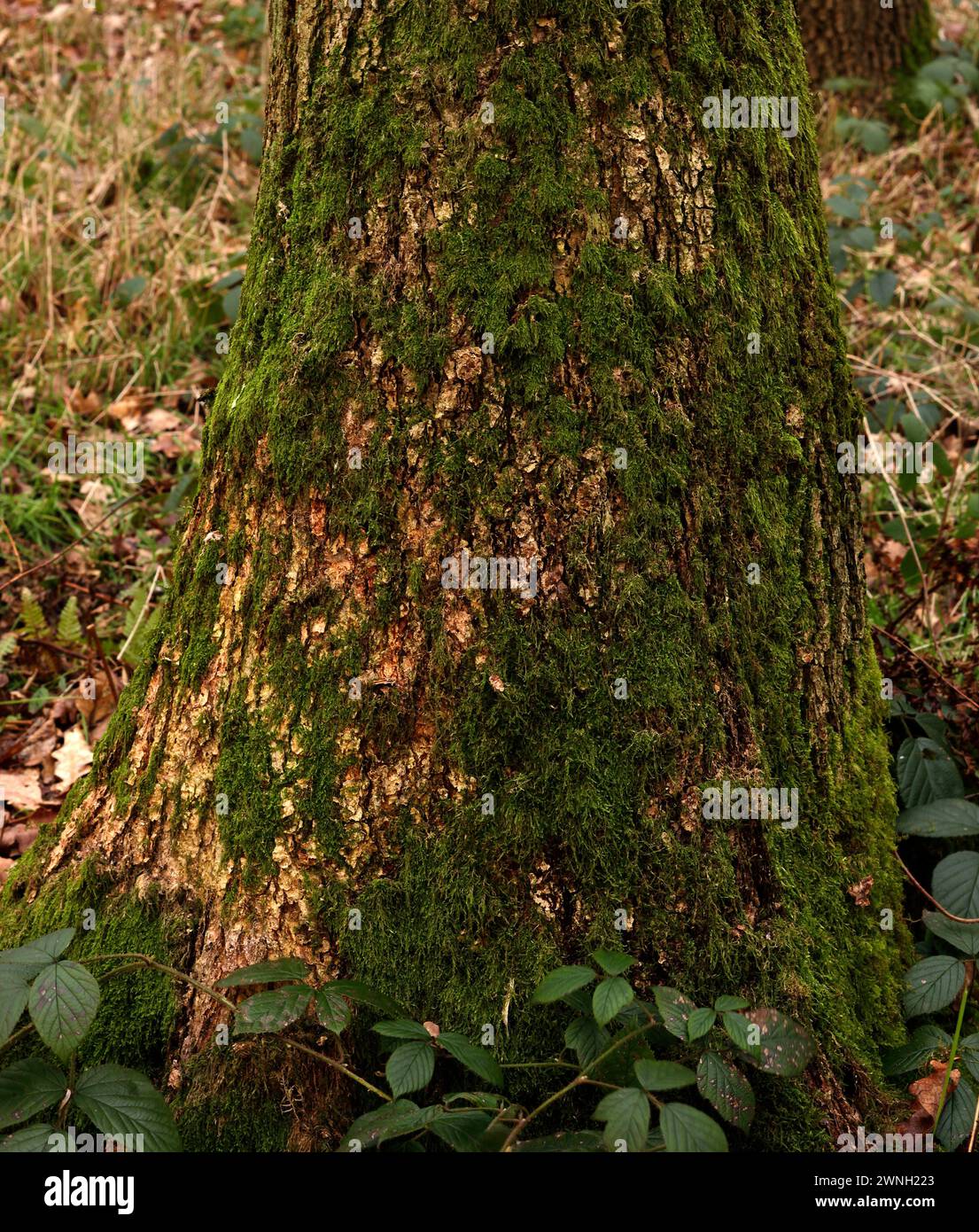 Brachythecium rutabulum 'Rough-stalked Feather-moss' Stock Photo