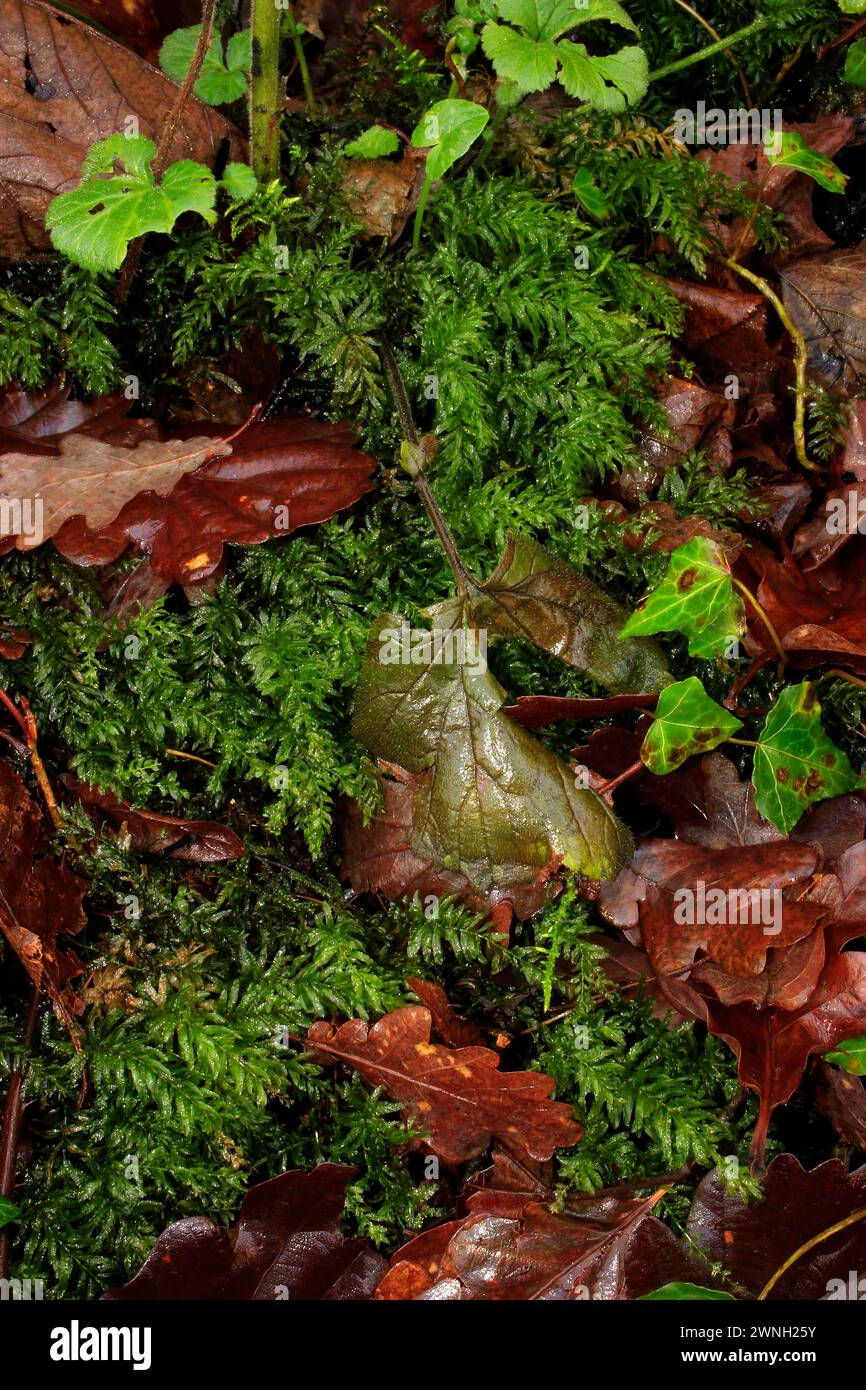 Plagiomnium undulatum 'Hart's-tongue Thyme-moss' Stock Photo