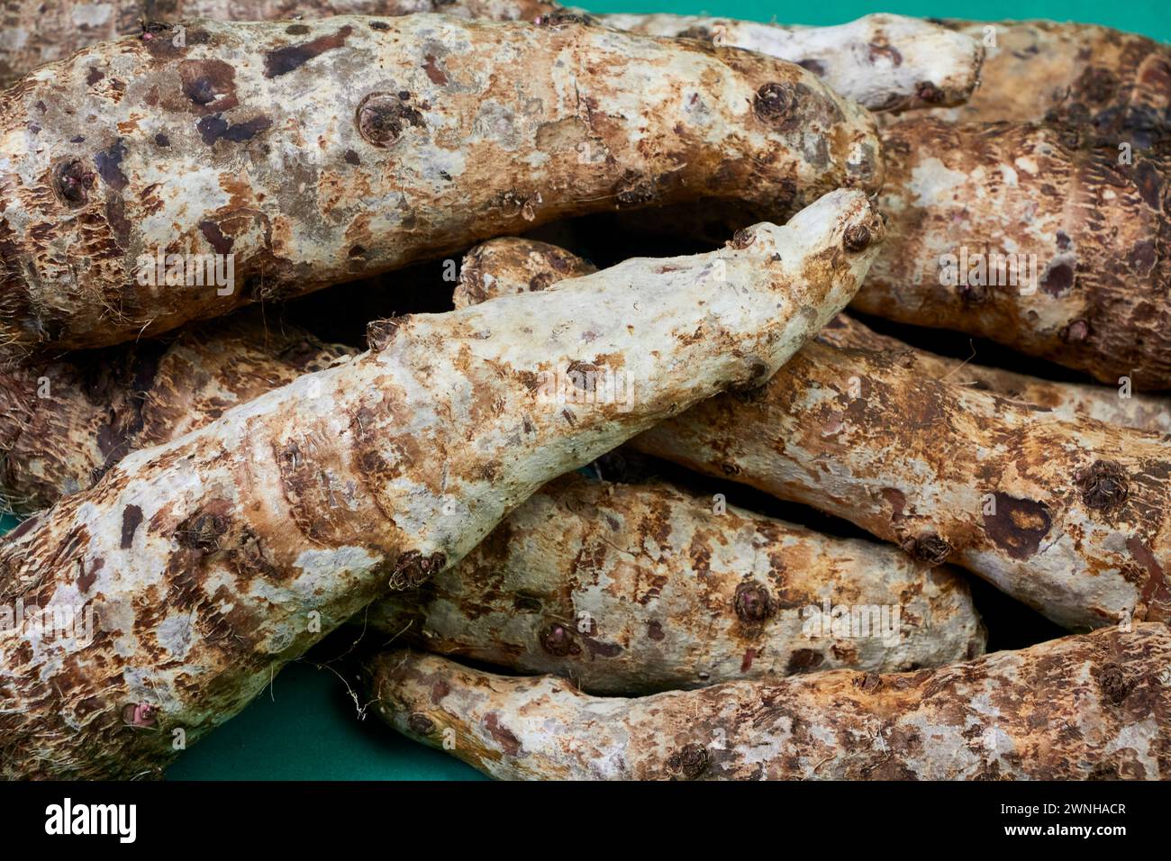 closeup of taro root vegetable, eddo malanga, green background Stock ...