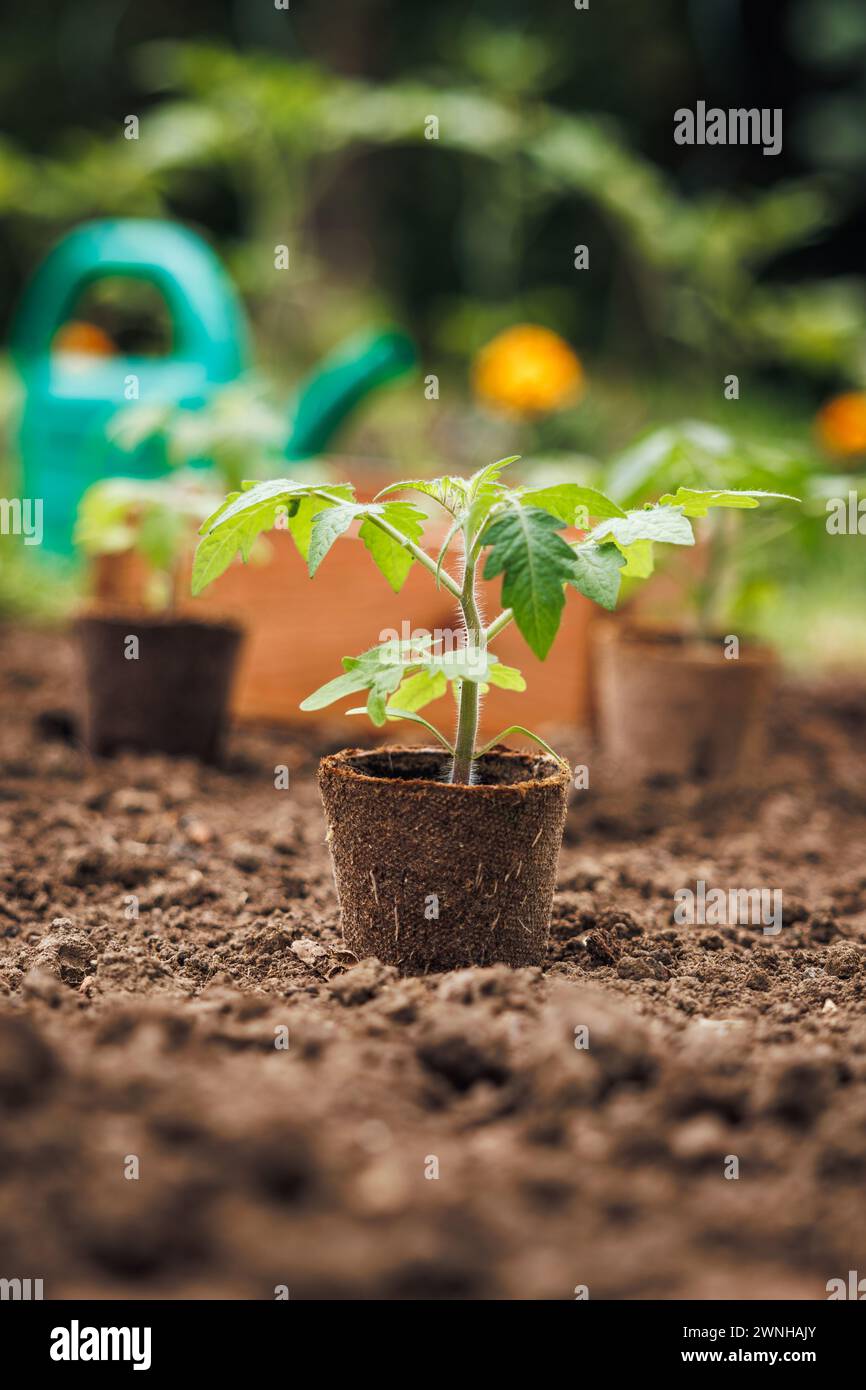 Tomato plant seedling in biodegradable peat pot is ready for planting in vegetable garden. Spring gardening Stock Photo
