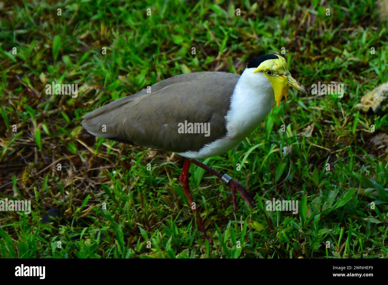 Portrait of a Masked Lapwing, sometimes referred to as the Spur-winged Plover because each of its wings is armed with a yellow spur at the ‘elbow’. Stock Photo