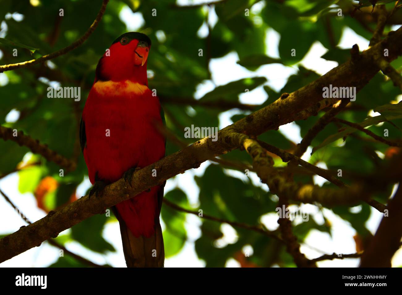 Native bird australia animal hi-res stock photography and images - Alamy