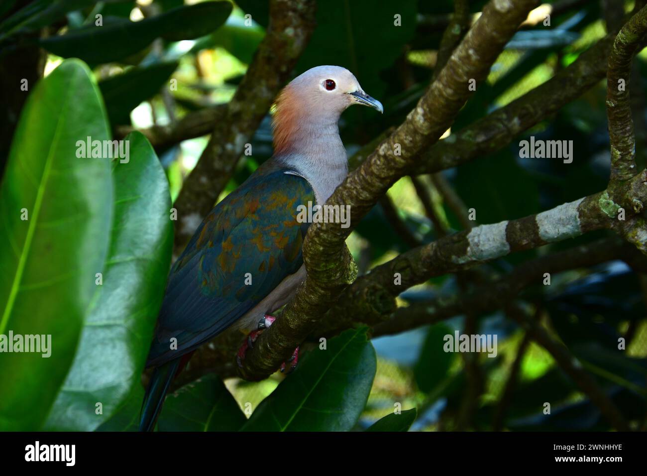 Portrait of a The pink-necked green pigeon, native to the Southeast Asia. Stock Photo