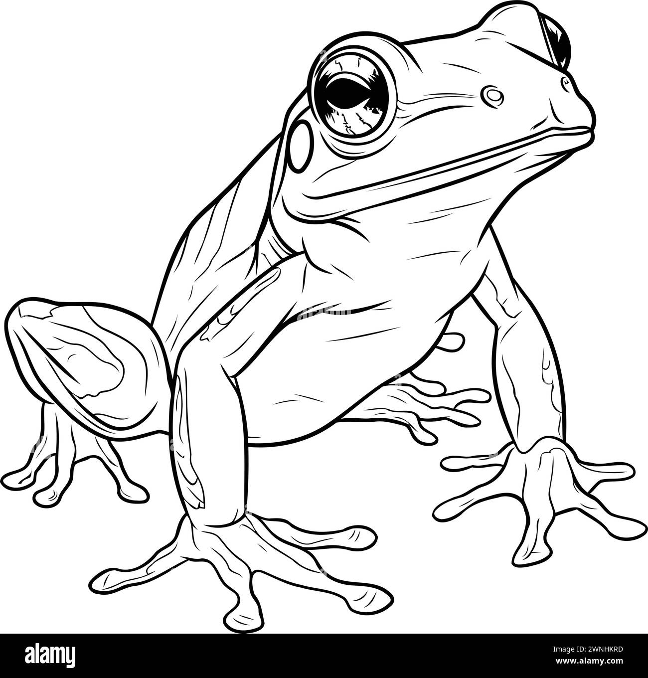 illustration of a frog on a white background. sketch for your design Stock Vector