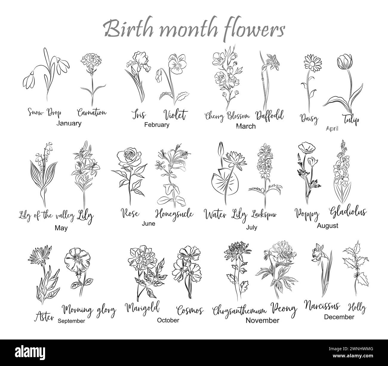 Birth month flowers chart line art drawings Stock Vector Image & Art ...