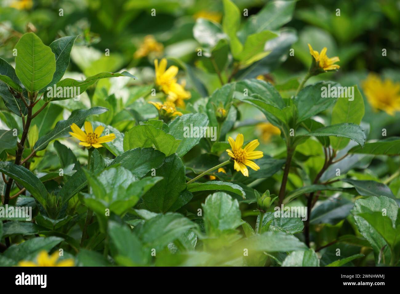 Sphagneticola trilobata with a natural background. Also called Bay Biscayne creeping oxeye, Singapore daisy, creeping oxeye, trailing daisy Stock Photo