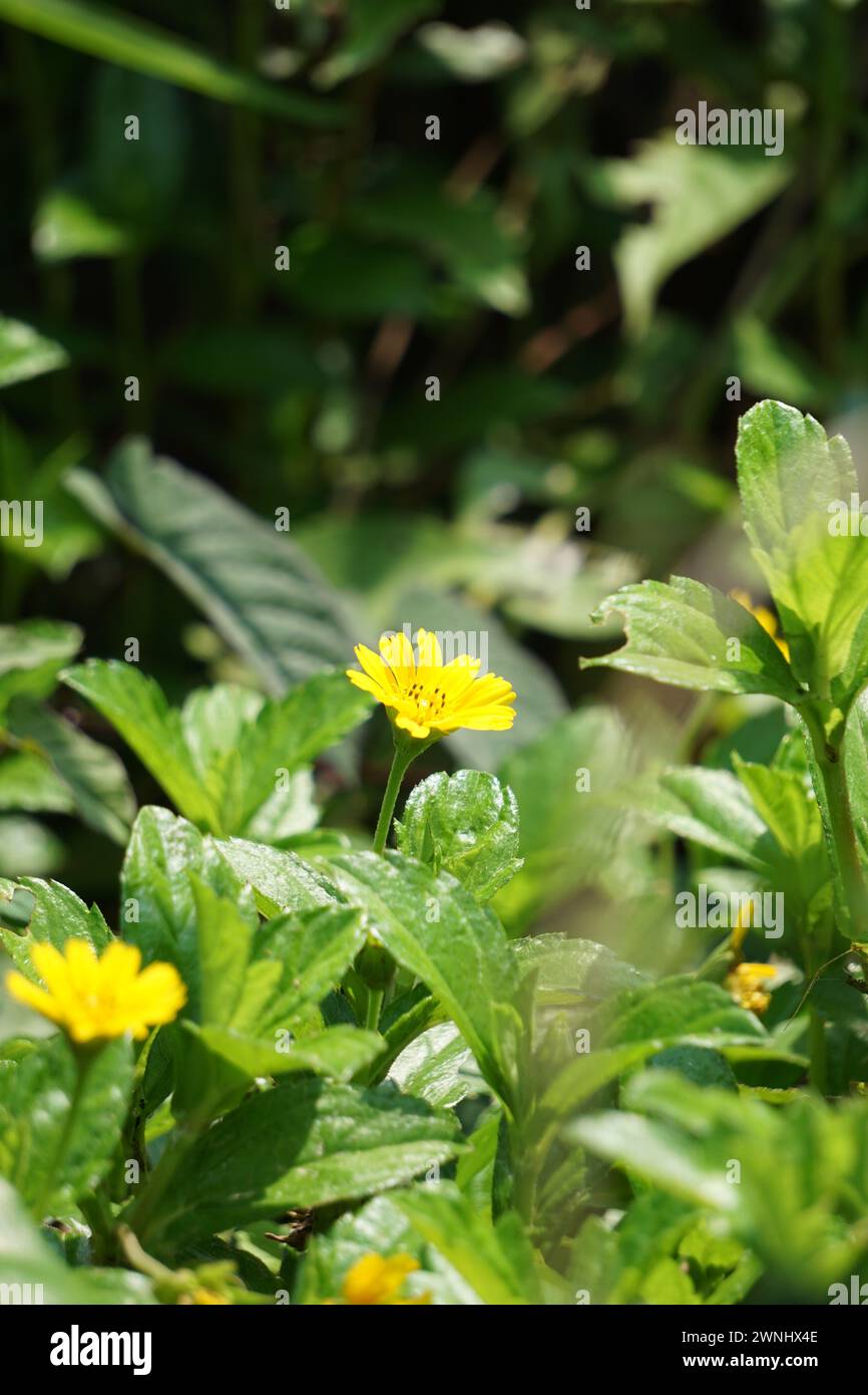 Sphagneticola trilobata with a natural background. Also called Bay Biscayne creeping oxeye, Singapore daisy, creeping oxeye, trailing daisy Stock Photo