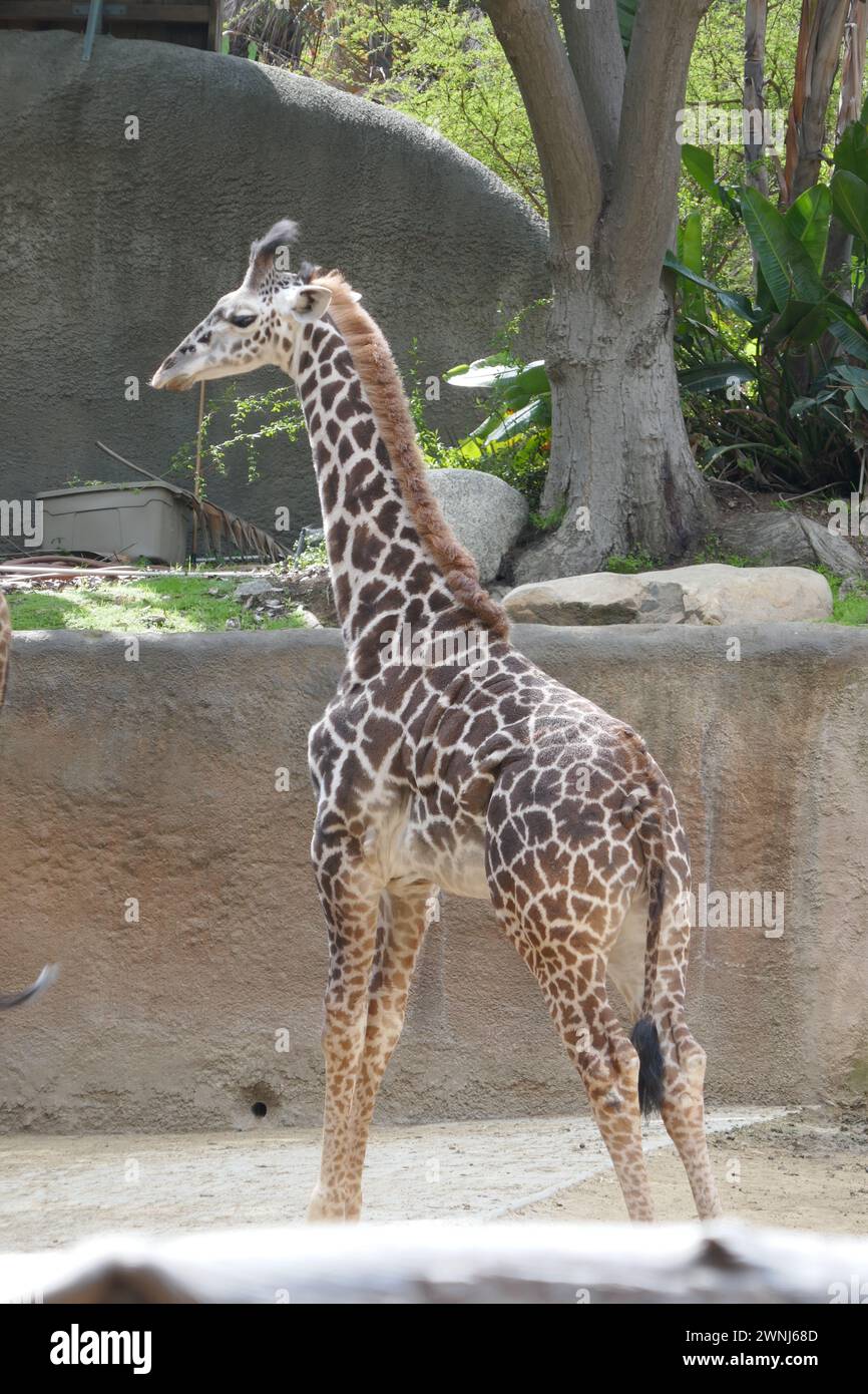 los-angeles-california-usa-29th-february-2024-baby-maasai-giraffe