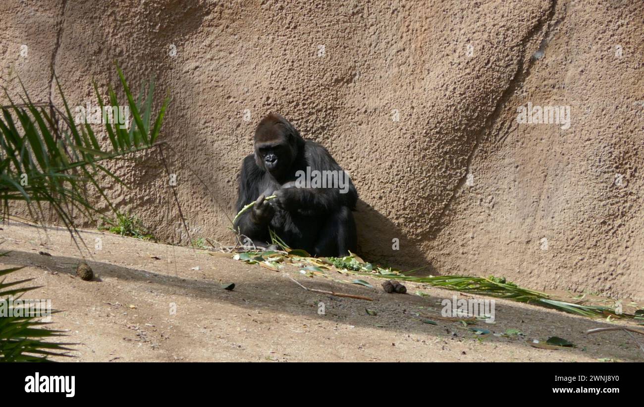 Los Angeles, California, USA 29th February 2024 Western Lowland Gorilla ...