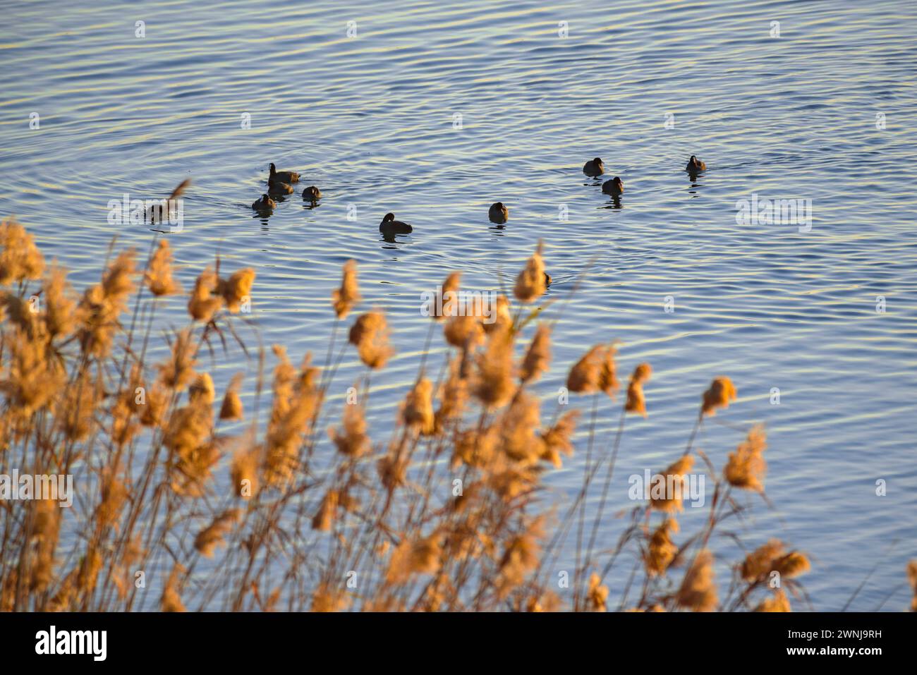 Some common coots (Fulica atra) at sunrise in the Ebro river seen from the Zigurat viewpoint at the mouth of the Ebro River. Tarragona Catalonia Spain Stock Photo