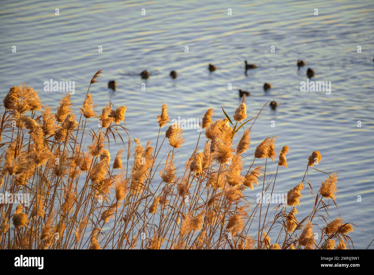 Some common coots (Fulica atra) at sunrise in the Ebro river seen from the Zigurat viewpoint at the mouth of the Ebro River. Tarragona Catalonia Spain Stock Photo