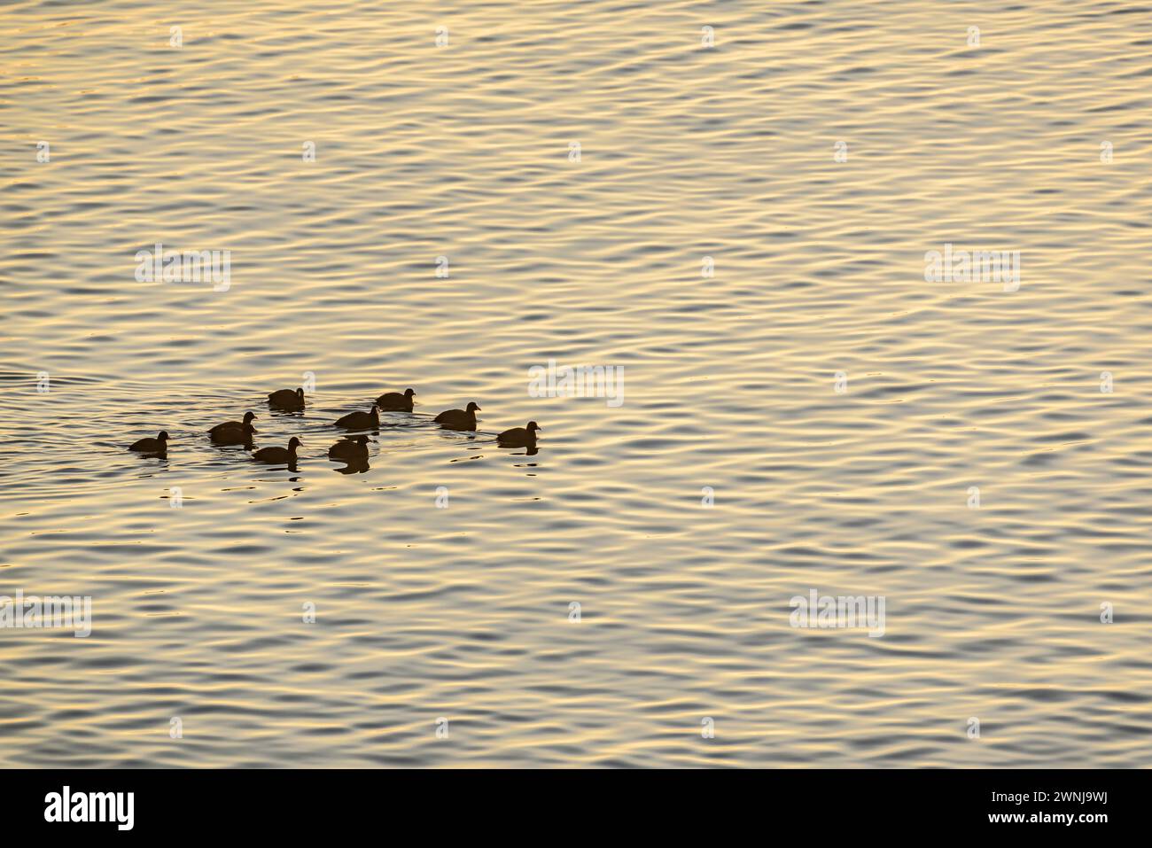 Some ducks at sunrise on the Ebro river seen from the Zigurat viewpoint, at the mouth of the Ebro River (Tarragona, Catalonia, Spain) Stock Photo