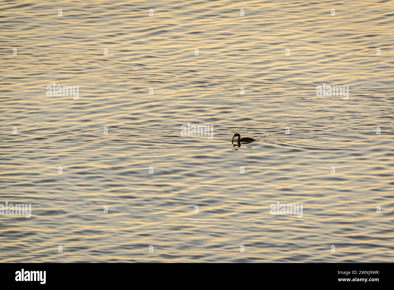 A cormorant at sunrise on the Ebro river seen from the Zigurat viewpoint, at the mouth of the Ebro River (Tarragona, Catalonia, Spain) Stock Photo