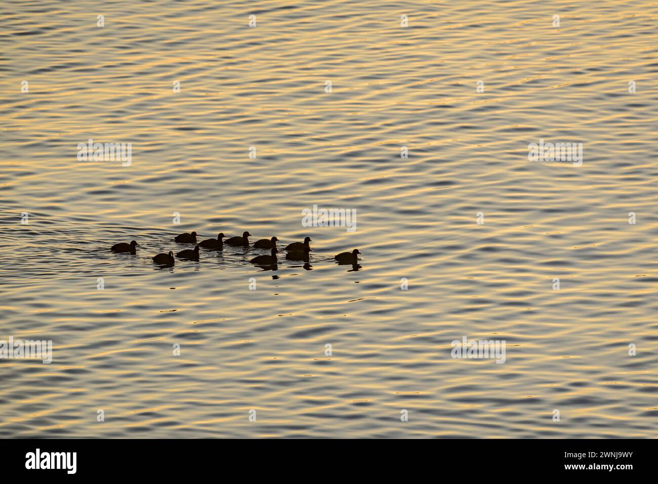 Some common coots (Fulica atra) at dawn in the Ebro river seen from the Zigurat viewpoint, at the mouth of the Ebro River (Tarragona, Catalonia Spain) Stock Photo