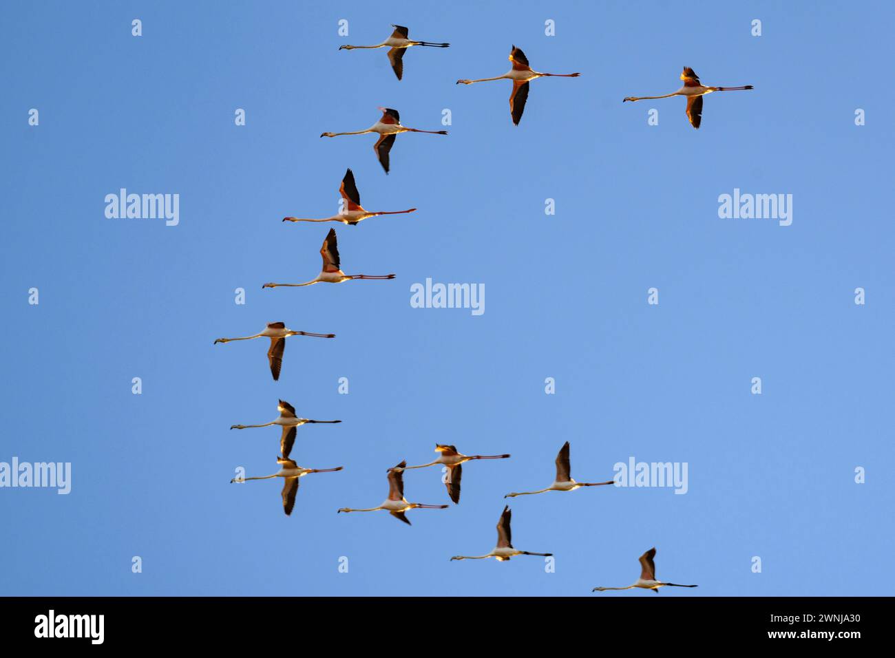Mirador de animales hi-res stock photography and images - Alamy