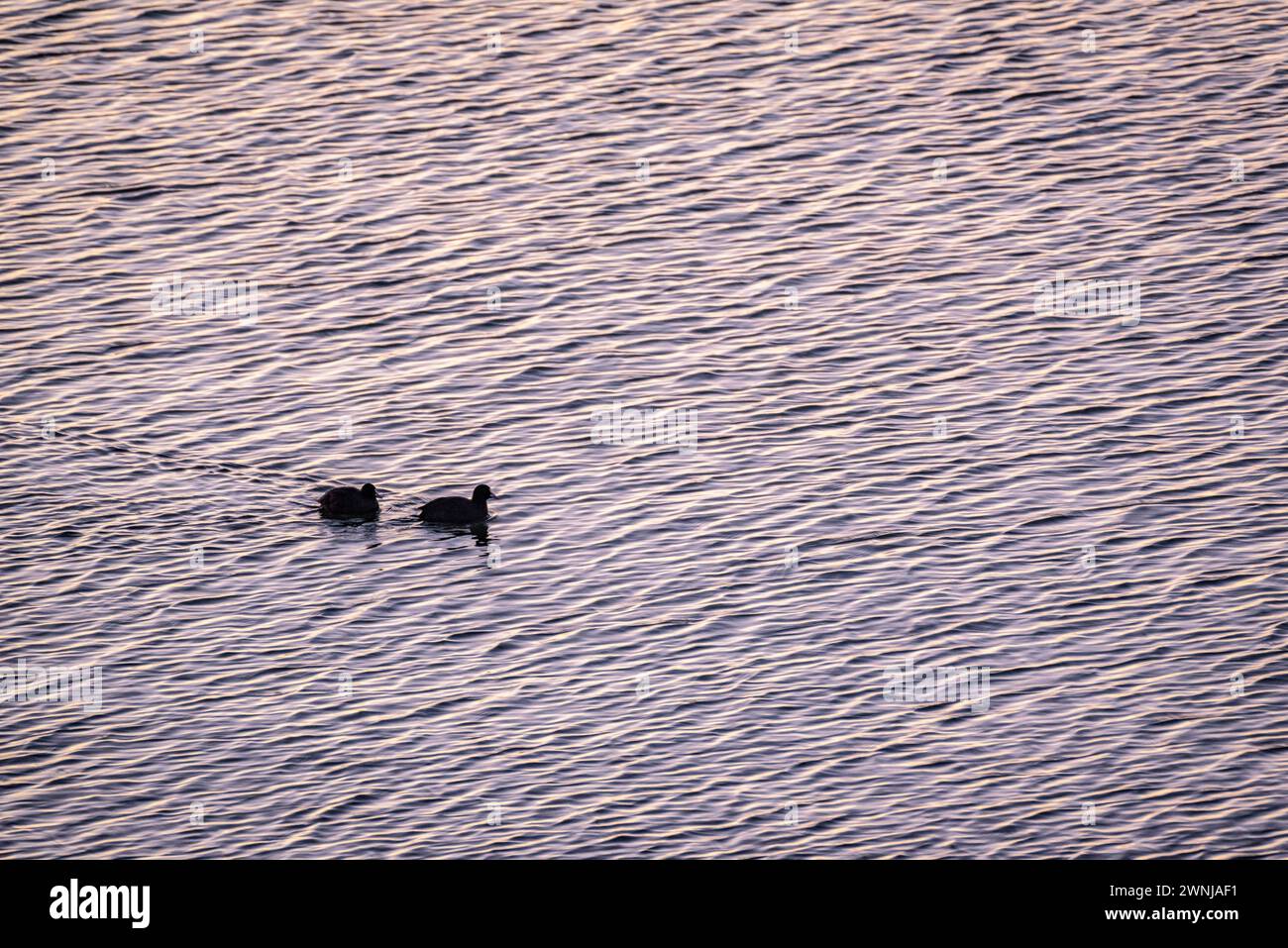 Some common coots (Fulica atra) at dawn in the Ebro river seen from the Zigurat viewpoint, at the mouth of the Ebro River. Tarragona, Catalonia, Spain Stock Photo