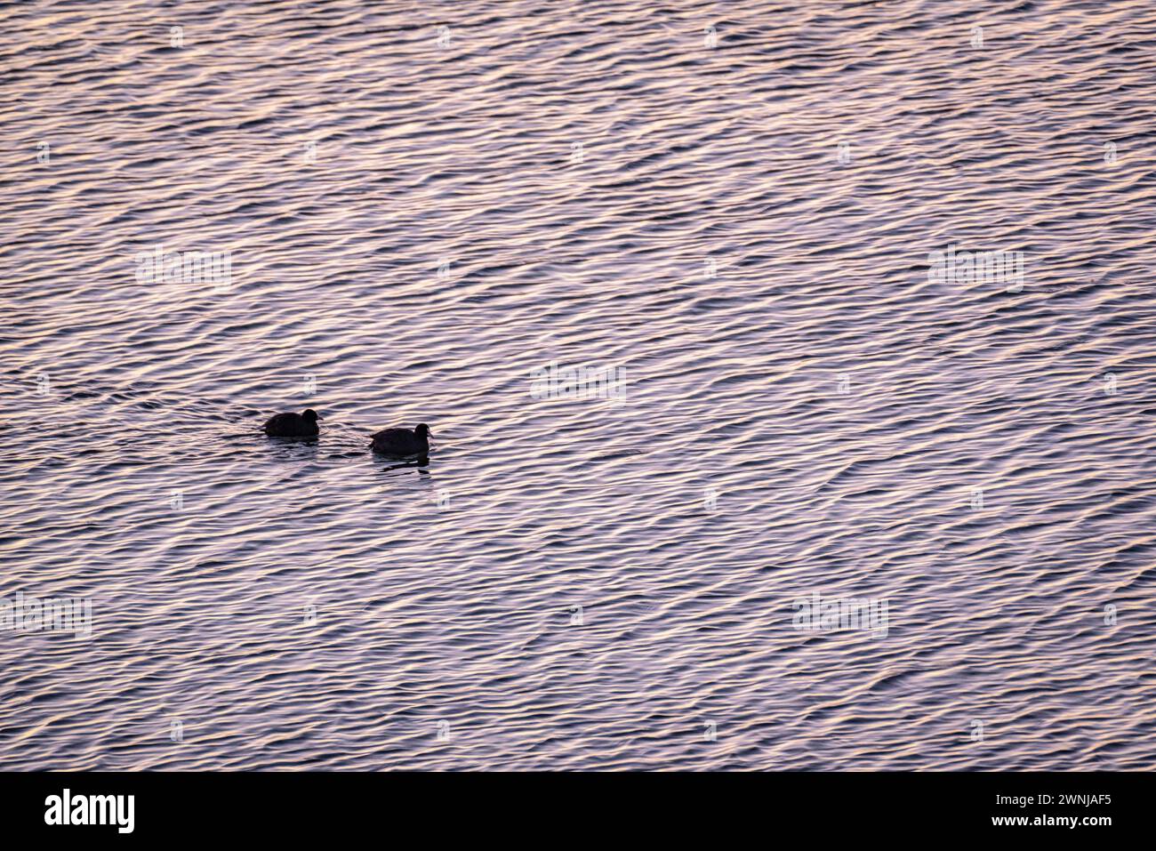 Some common coots (Fulica atra) at dawn in the Ebro river seen from the Zigurat viewpoint, at the mouth of the Ebro River. Tarragona, Catalonia, Spain Stock Photo