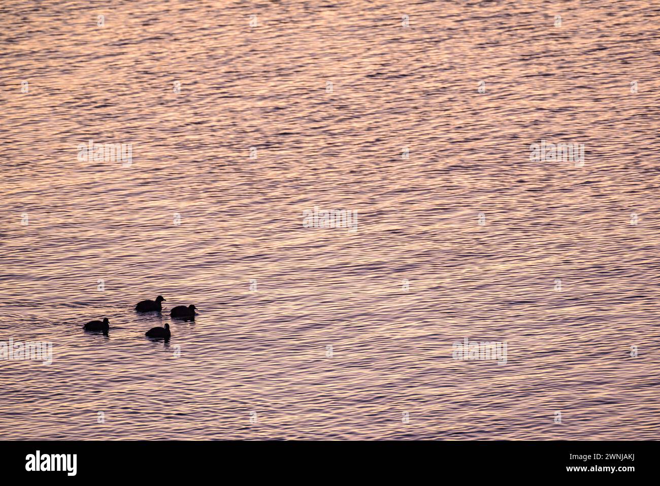 Some common coots (Fulica atra) at dawn in the Ebro river seen from the Zigurat viewpoint, at the mouth of the Ebro River. Tarragona, Catalonia, Spain Stock Photo