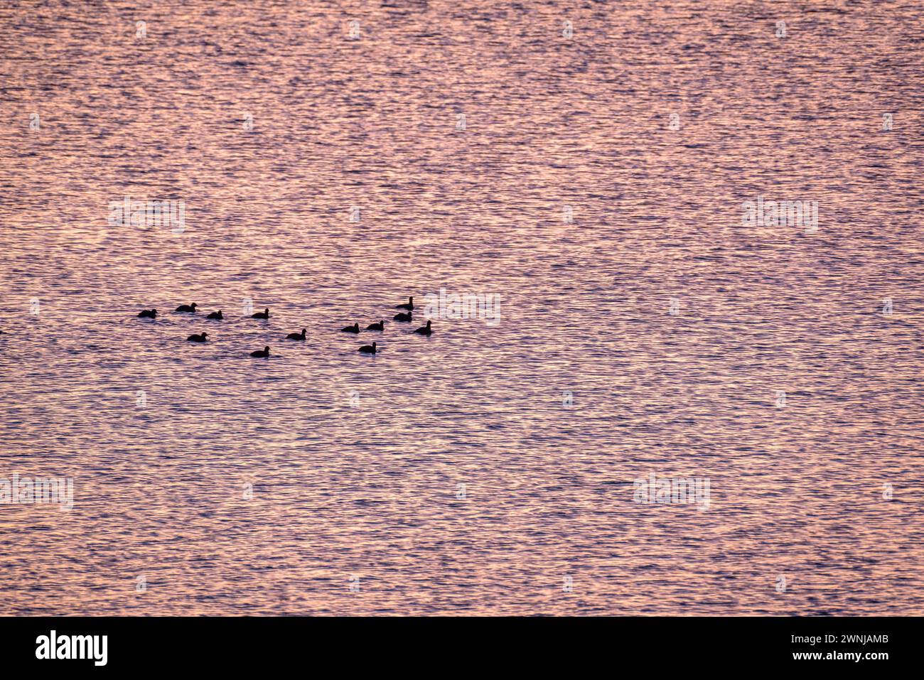 Some ducks at sunrise on the Ebro river seen from the Zigurat viewpoint, at the mouth of the Ebro River (Tarragona, Catalonia, Spain) Stock Photo