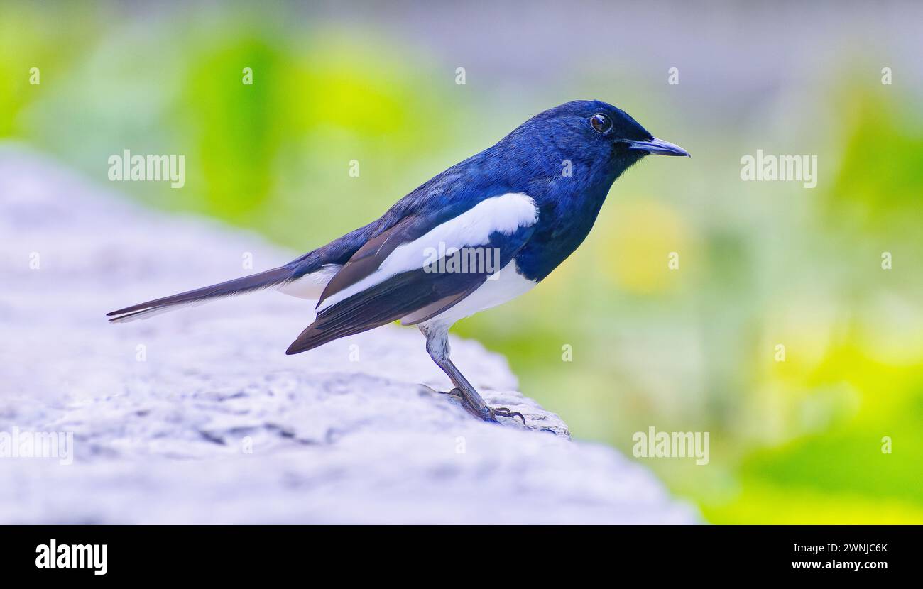 Oriental magpie robin perched on rockface looking right in Southern Thailand Stock Photo
