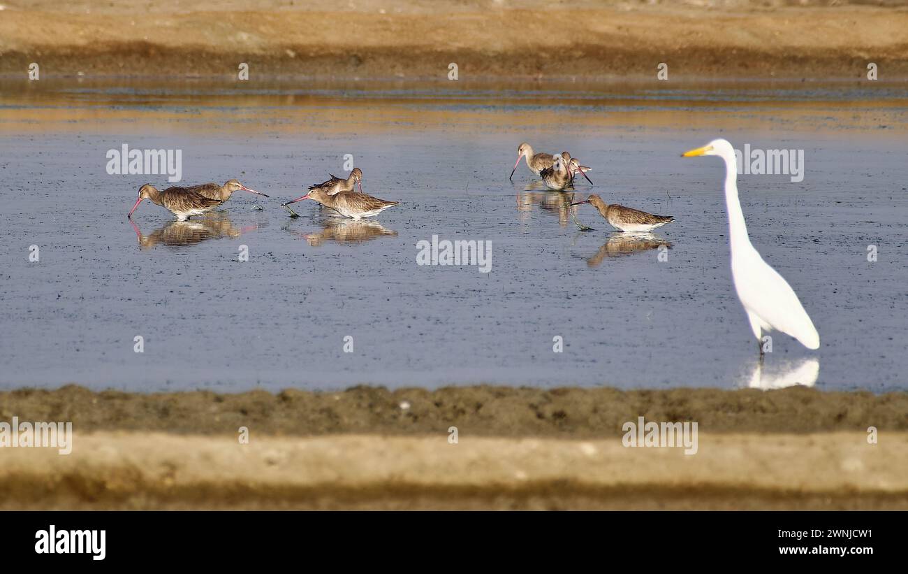 A group of Black-tailed godwit birds (Limosa limosa) in salt flats in Southern Thailand Stock Photo