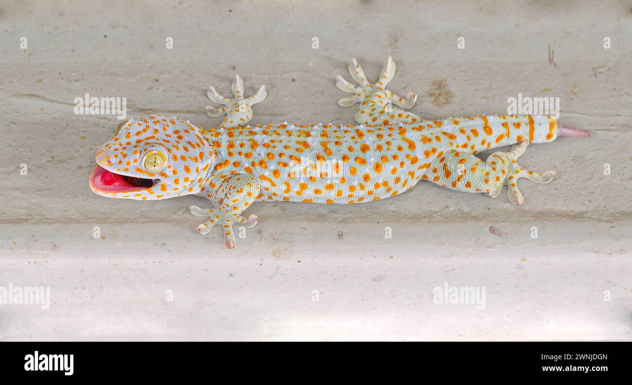Tokay gecko (Gekko gecko) lizard with partial tail missing clinging to wall and panting in hot conditions in Kaeng Krachan national park, Thailand Stock Photo