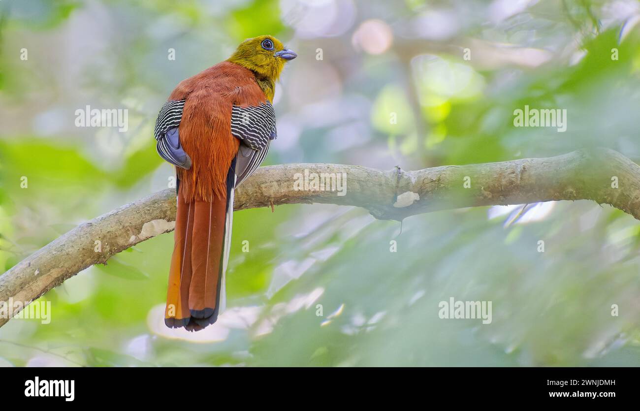 Orange-breasted trogon (Harpactes oreskios) bird perched on tree branch in shade in Kaeng Krachan national park, Thailand. Stock Photo