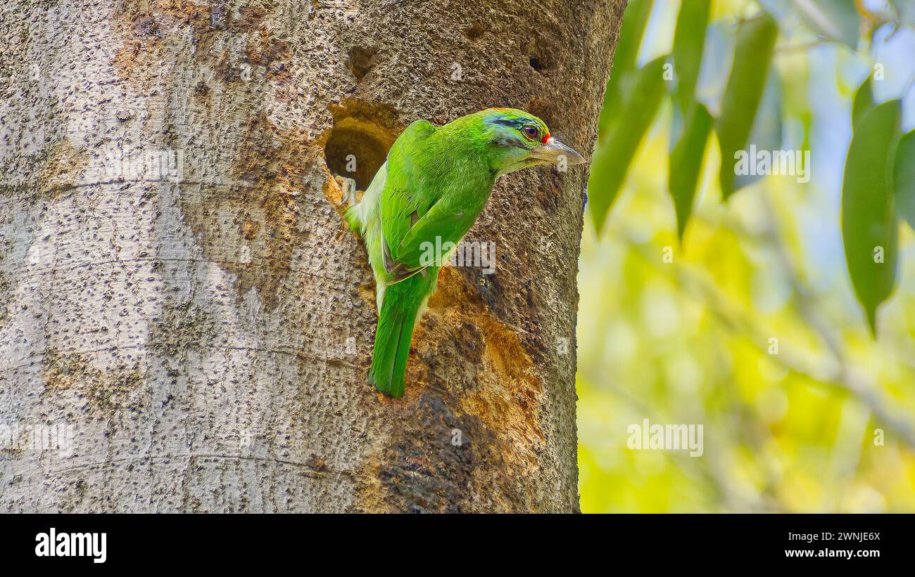 Moustached Barbet (Psilopogon incognitus) green bird investigating nesting hollow in tree at Khao Yoi national park, Thailand Stock Photo