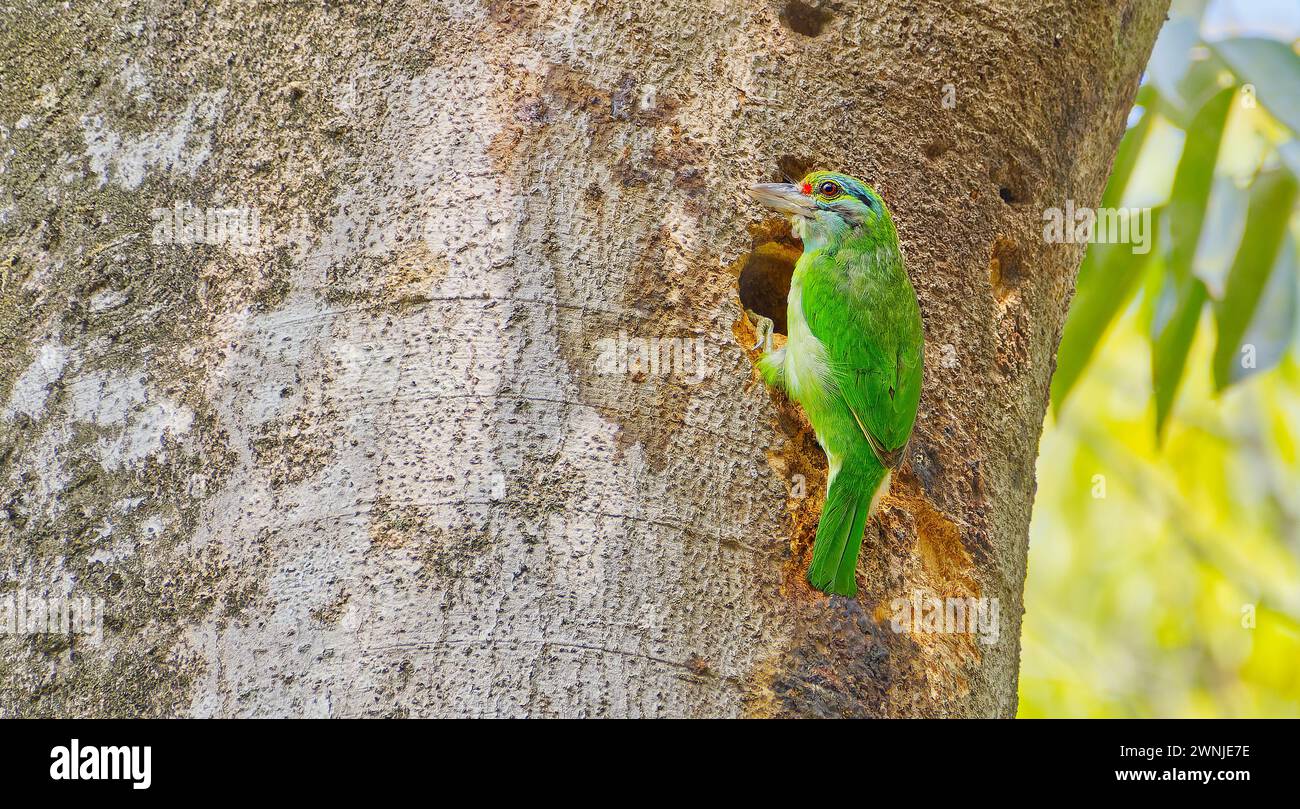 Moustached Barbet (Psilopogon incognitus) green bird investigating nesting hollow in tree at Khao Yoi national park, Thailand Stock Photo