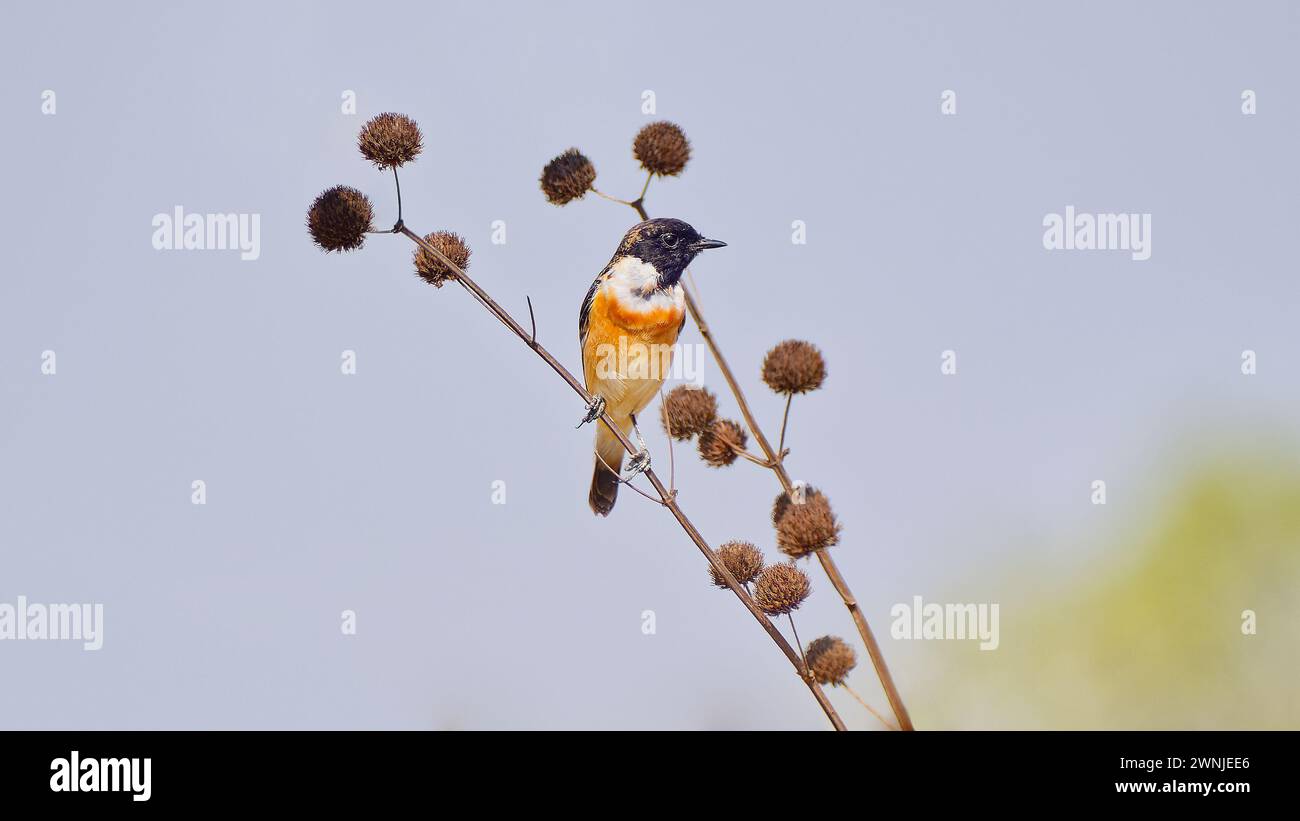 Male Amur stonechat (Saxicola stejnegeri) bird perched on vegetation in grassland with open blue sky, Chiang Mai, Thailand Stock Photo