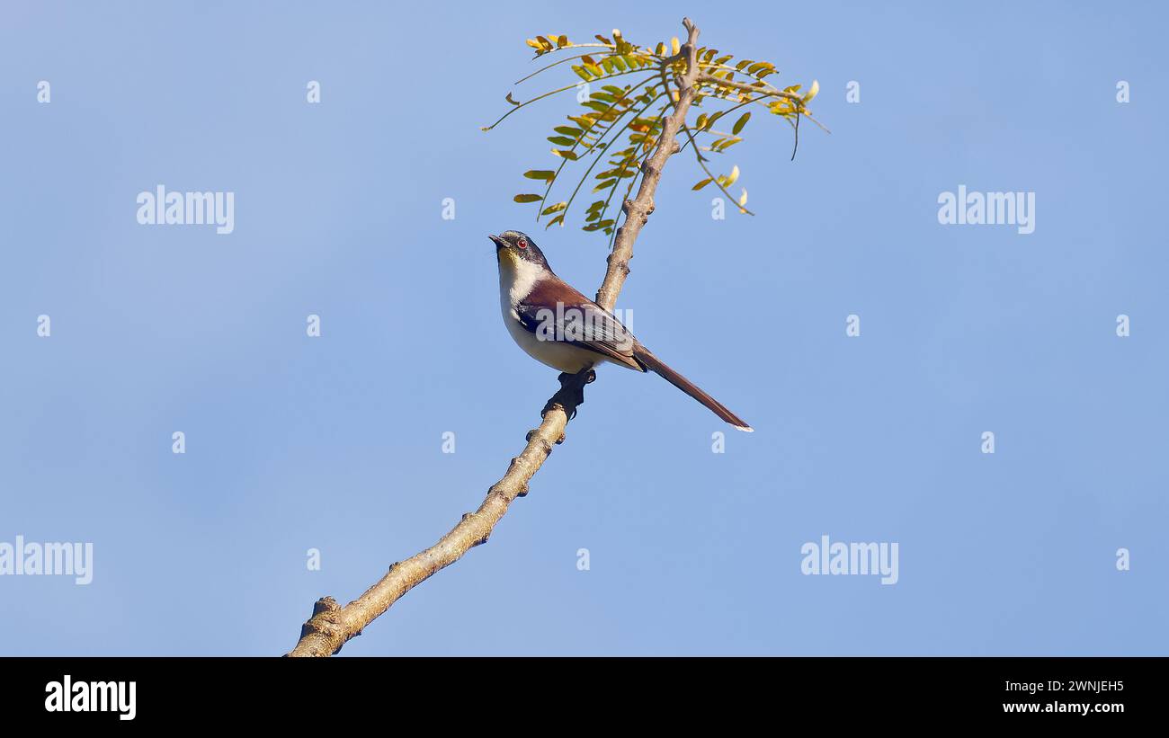 Rufous-backed Sibia (Leioptila annectens) bird perched on branch, Chiang Mai, Thailand Stock Photo