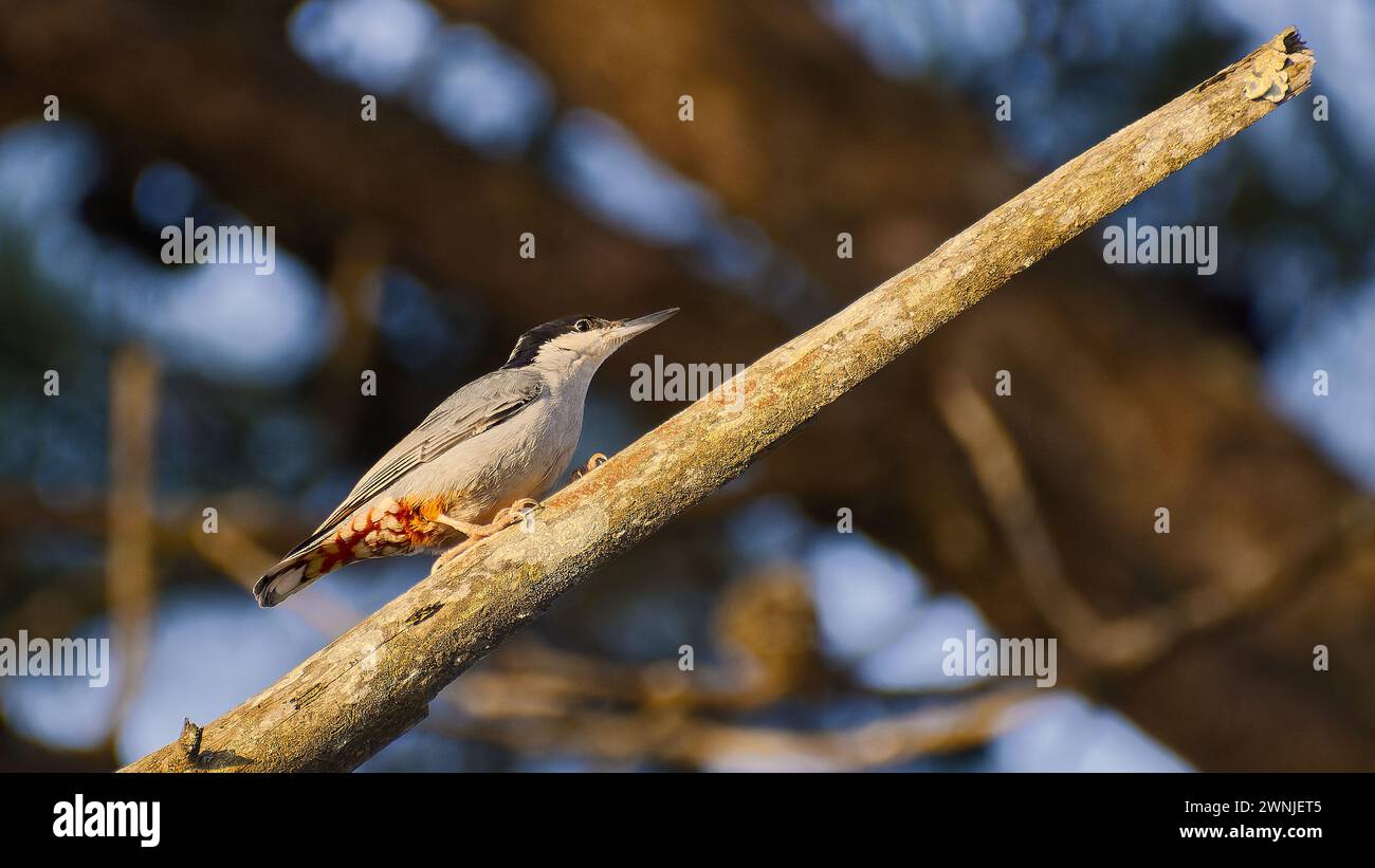 Giant nuthatch (Sitta magna) on a broken twig in morning sun, Chiang Mai, Thailand Stock Photo