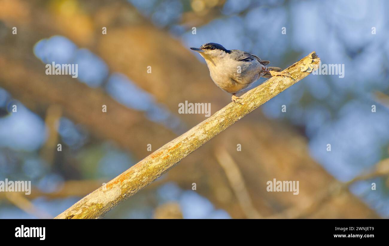 Giant nuthatch (Sitta magna) on a broken twig in morning sun, Chiang Mai, Thailand Stock Photo