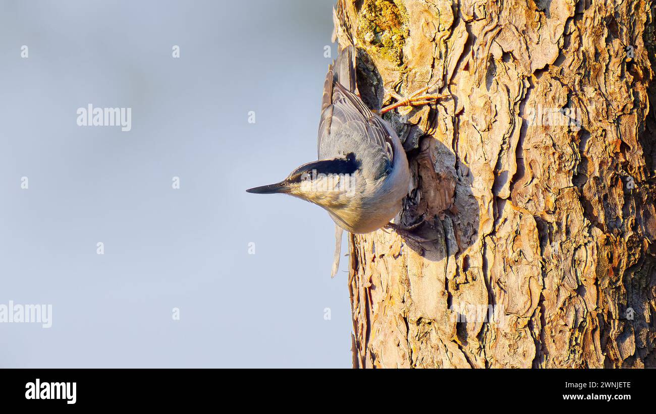 Giant nuthatch (Sitta magna) clinging to the side of a Three-needle pine at dawn in Chiang Mai, Thailand Stock Photo