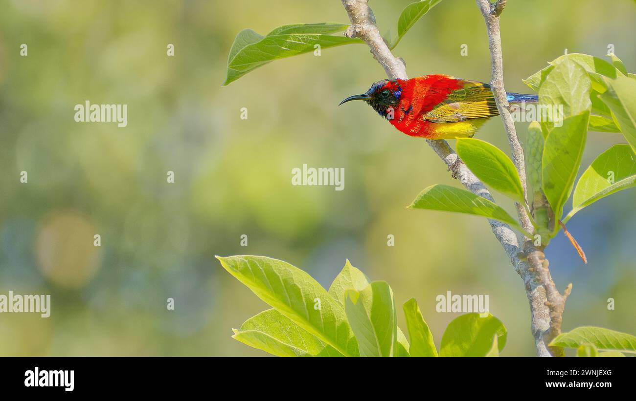 Male Mrs. Gould's sunbird perched in tree, Chiang Mai, Thailand Stock Photo