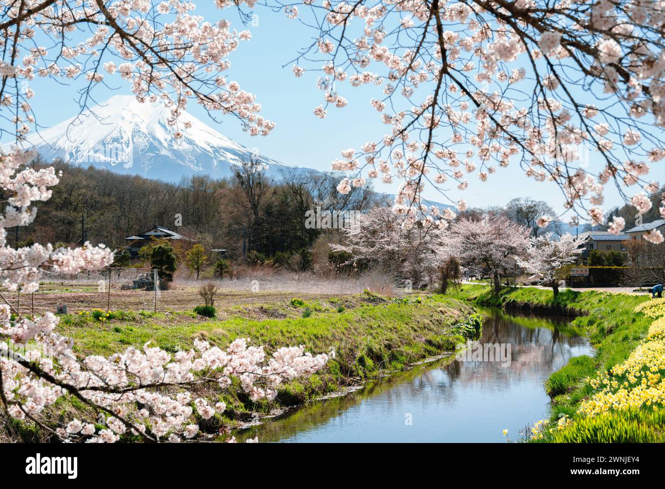 oshino-hakkai-countryside-village-and-fuji-mountain-with-cherry