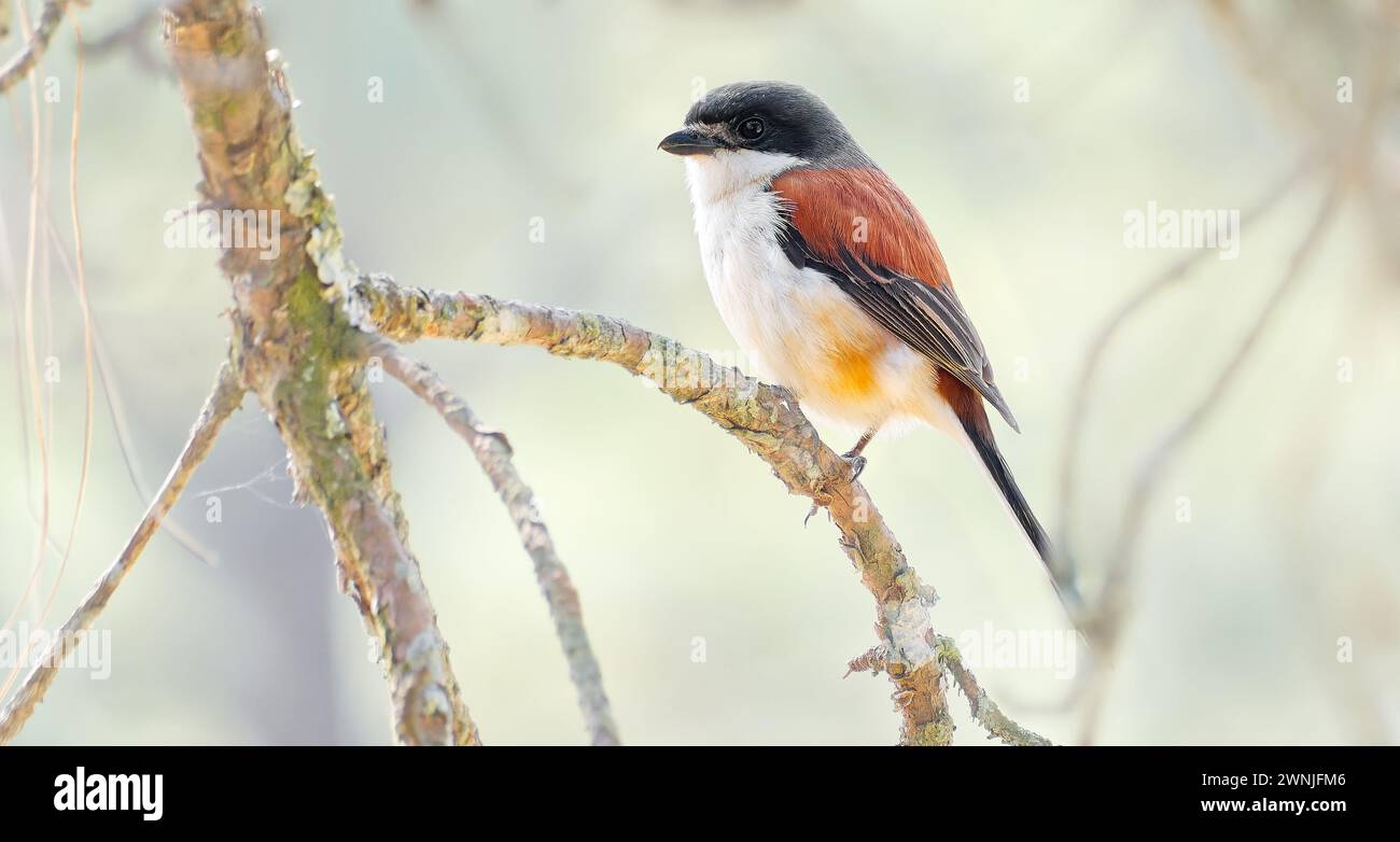 Burmese shrike (Lanius collurioides) bird perched on tree branch, Chiang Mai, Thailand Stock Photo