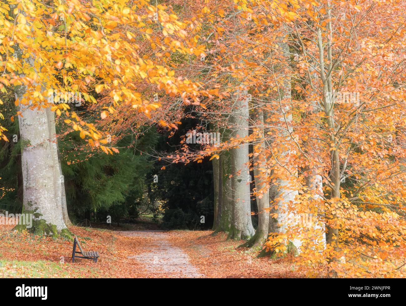 Autumnal trees and path with park bench, at Killerton House gardens, Exeter, UK Stock Photo