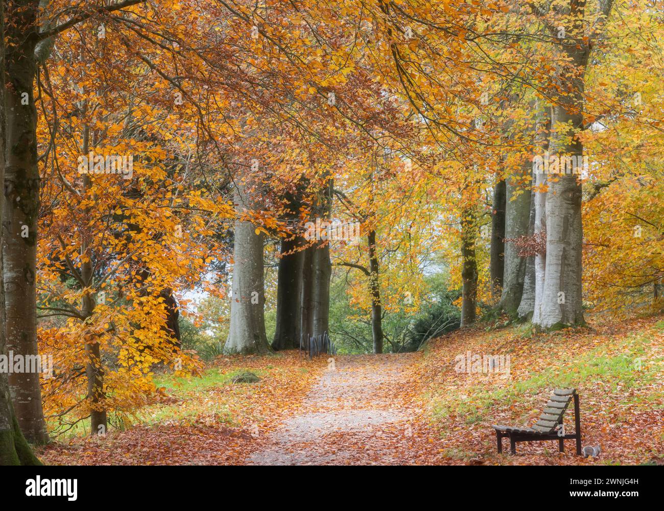 Autumnal trees and path with park bench, at Killerton House gardens, Exeter, UK Stock Photo