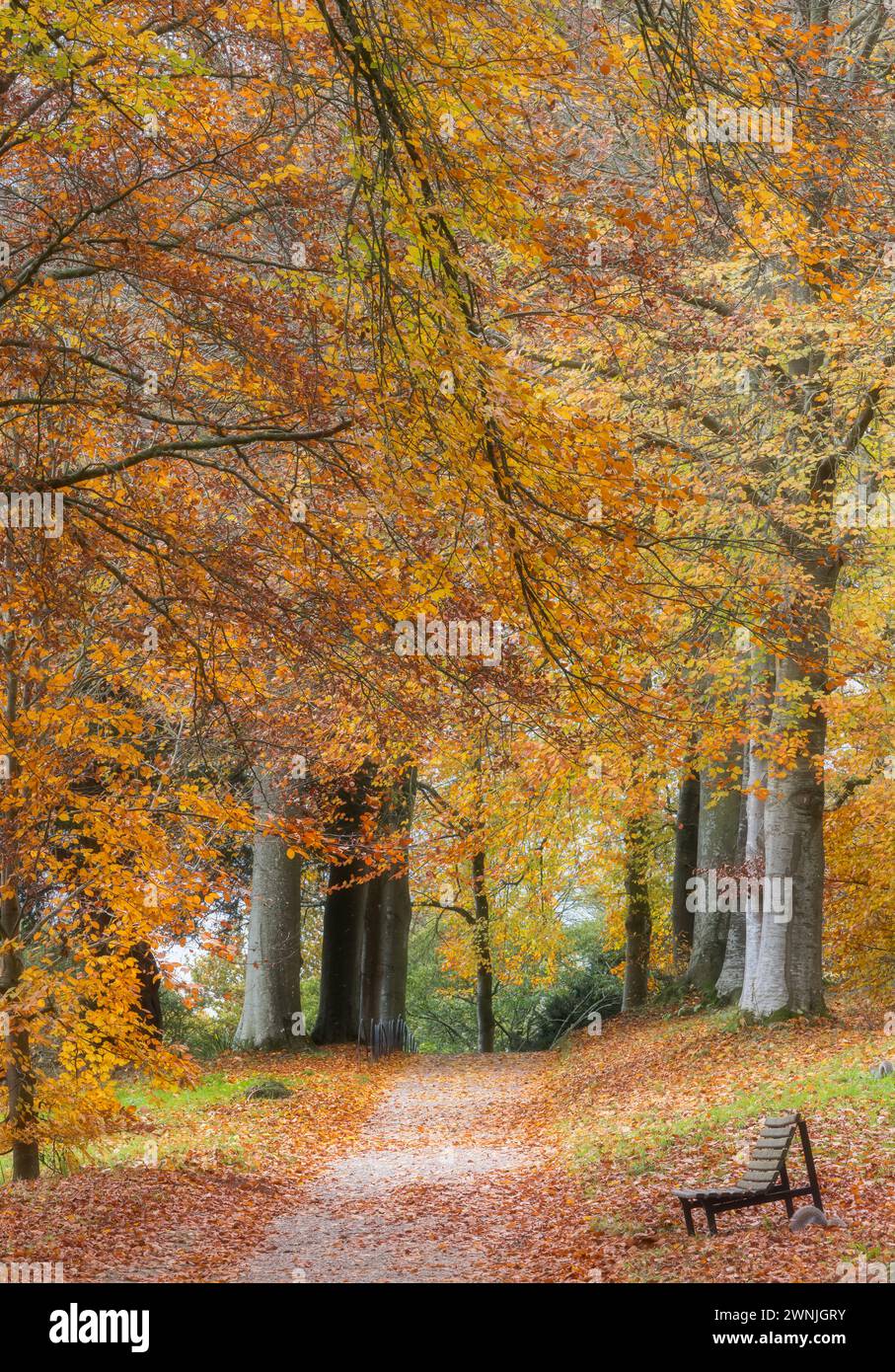 Autumnal trees and path with park bench, at Killerton House gardens, Exeter, UK Stock Photo