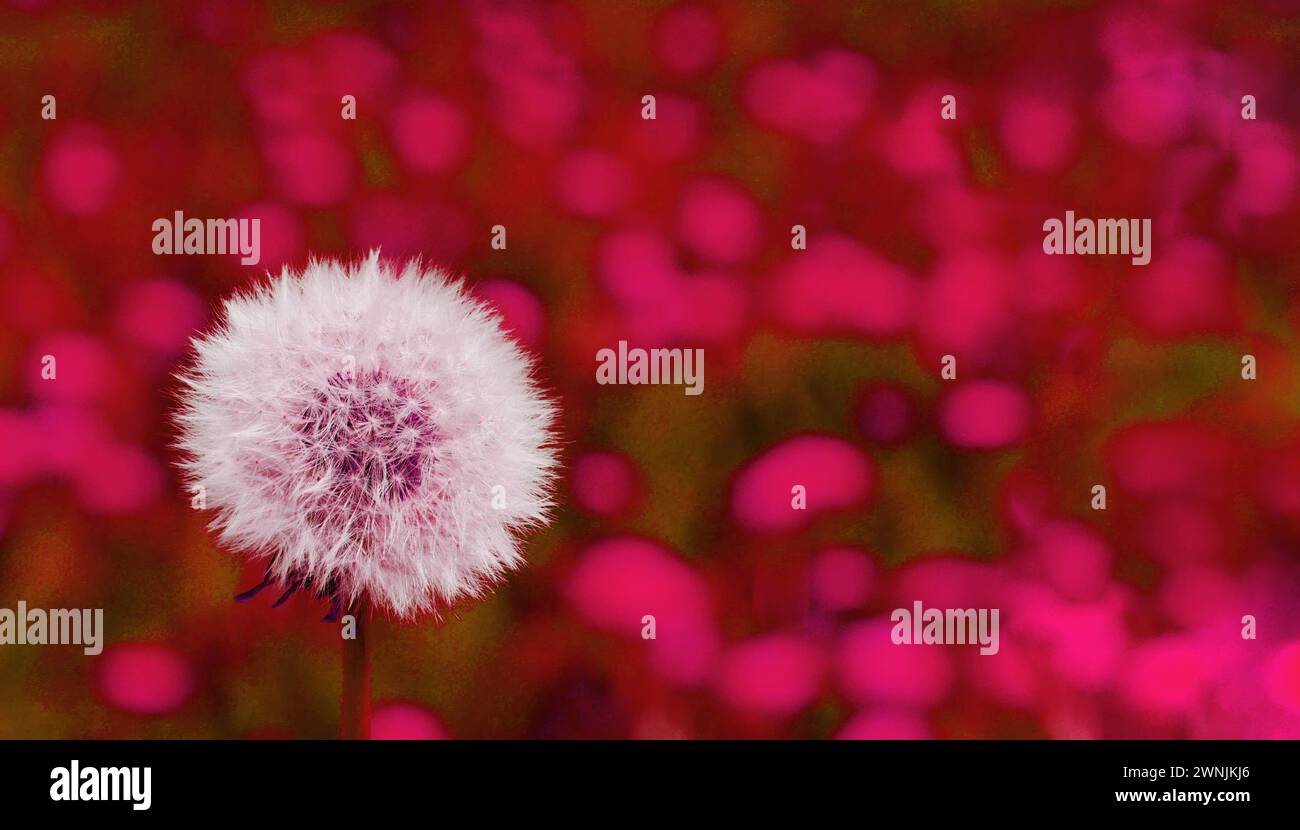Image of a dandelion hi-res stock photography and images - Alamy