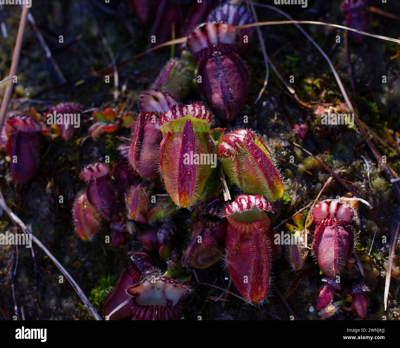 Albany pitcher plant (Cephalotus follicularis) with red pitchers in natural habitat, Western Australia Stock Photo