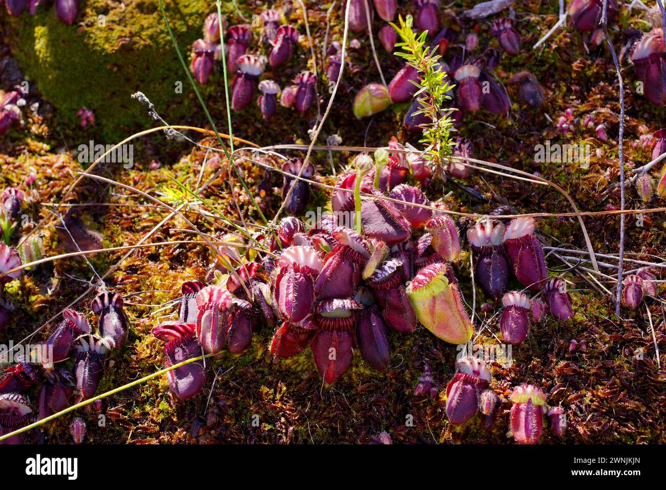 Red pitchers of the Albany pitcher plant (Cephalotus follicularis) with emerging flower stalks, growing in moss in natural habitat, Western Australia Stock Photo