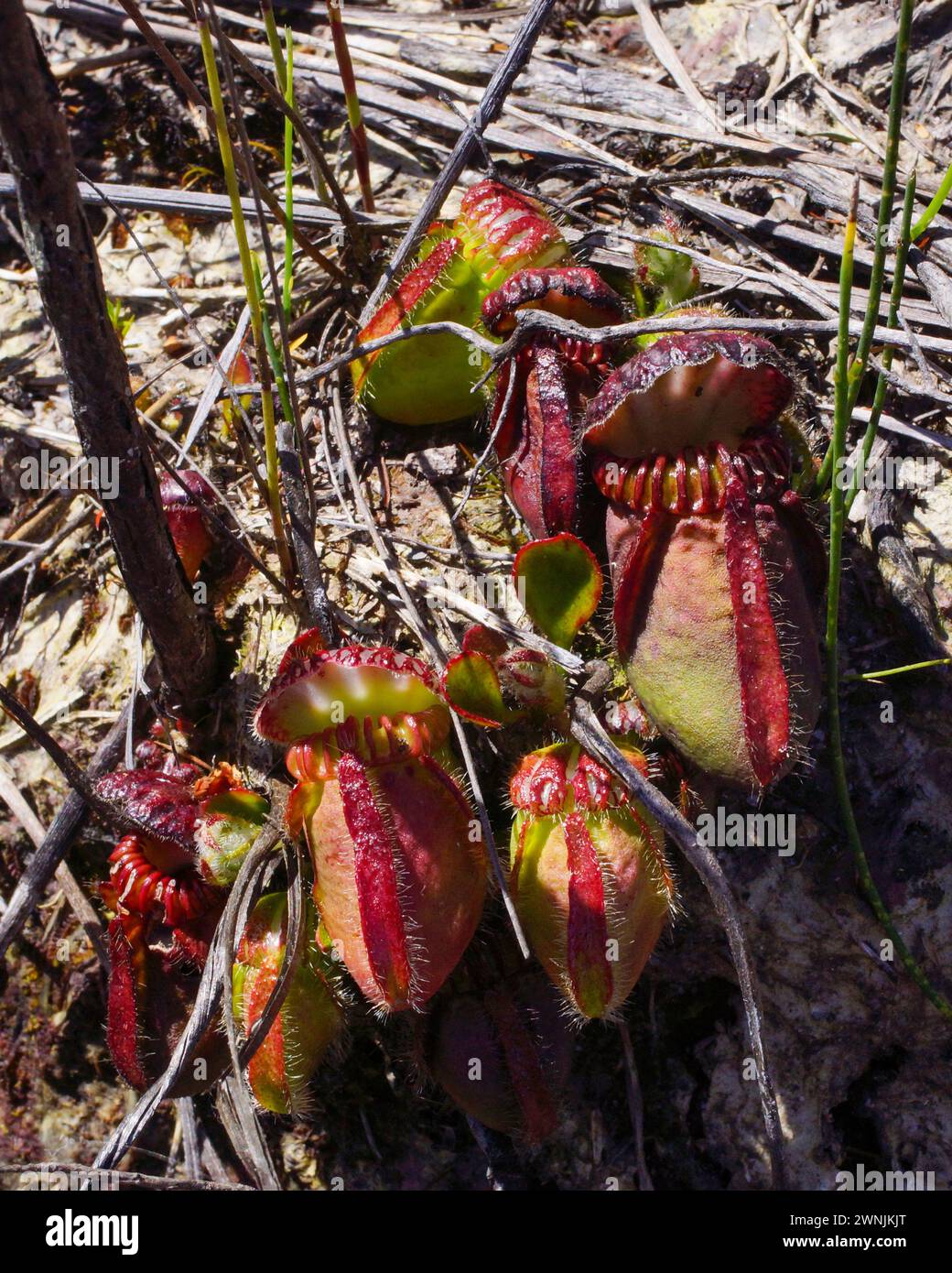 Albany pitcher plant (Cephalotus follicularis), adult pitchers in the sun, in natural habitat, Western Australia Stock Photo