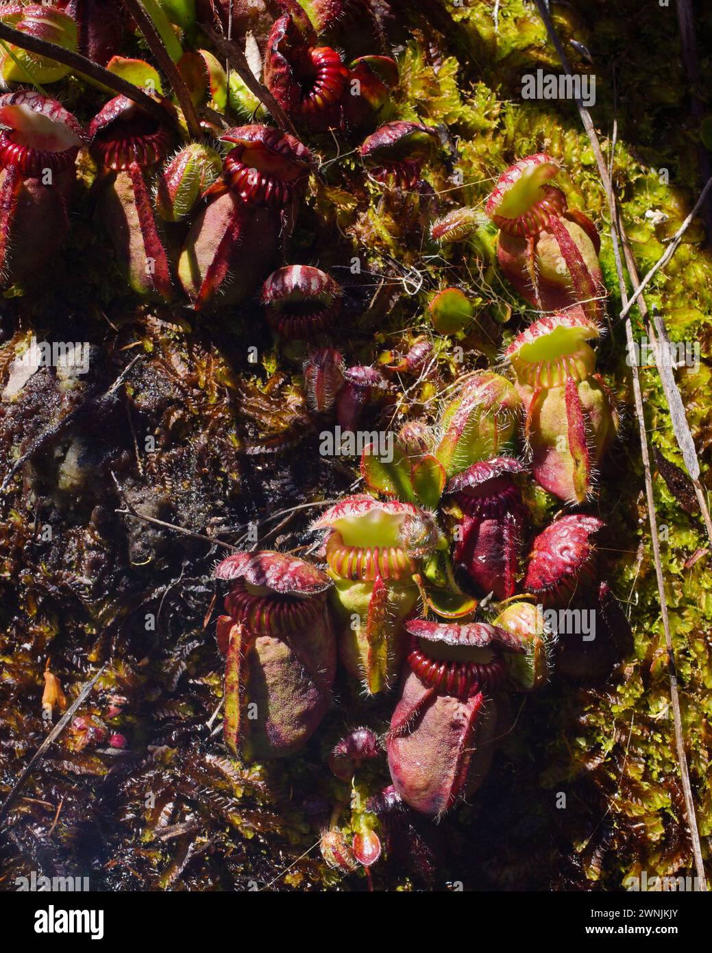 Albany pitcher plant (Cephalotus follicularis), multiple pitchers in the sun, in natural habitat, Western Australia Stock Photo
