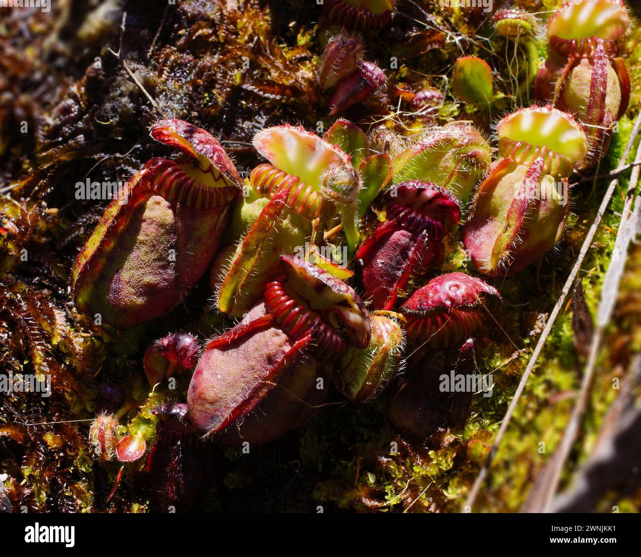 Red and green pitchers of the Albany pitcher plant (Cephalotus follicularis), in natural habitat, Western Australia Stock Photo