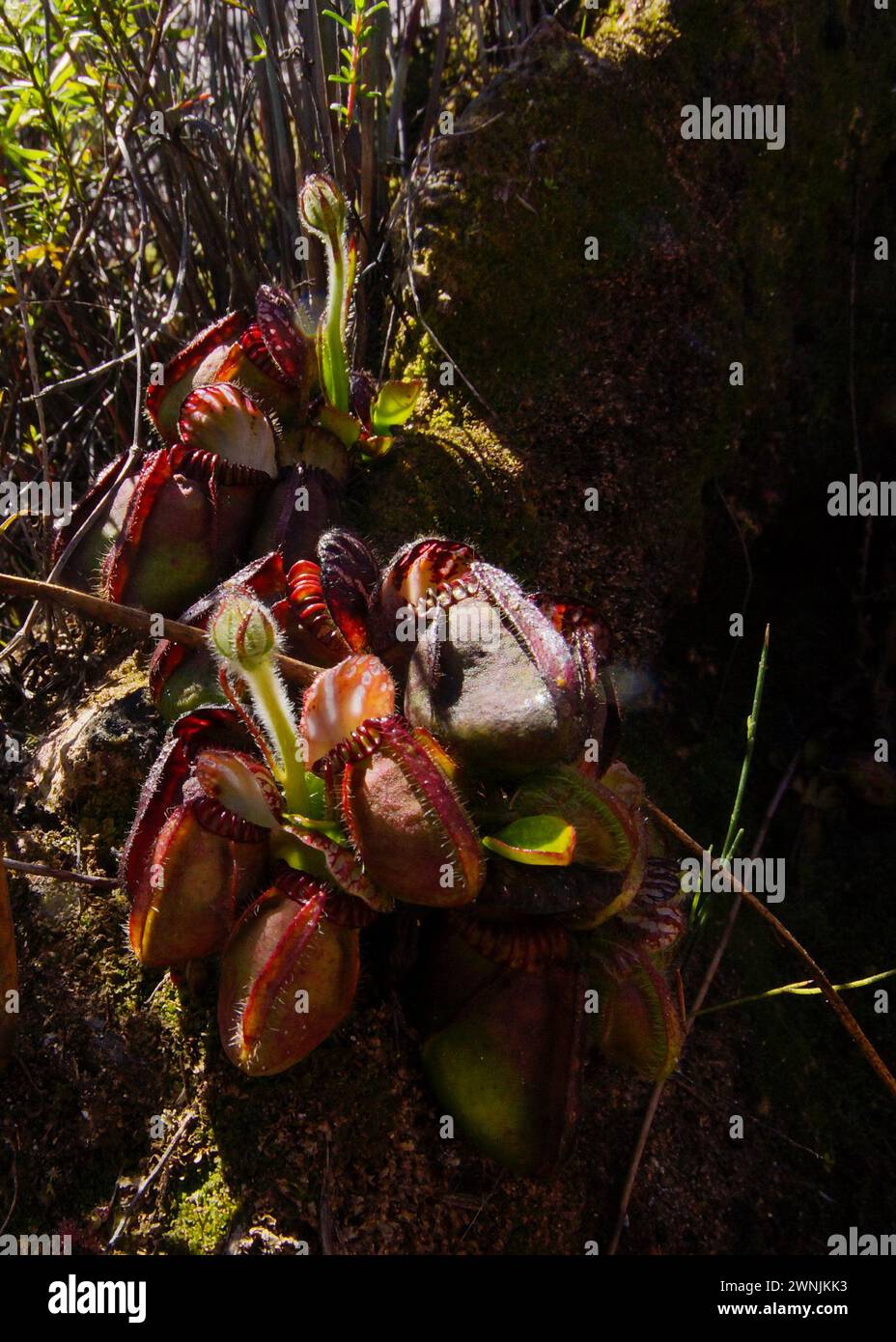 Albany pitcher plant (Cephalotus follicularis) in sun and shadow, natural habitat, Western Australia Stock Photo