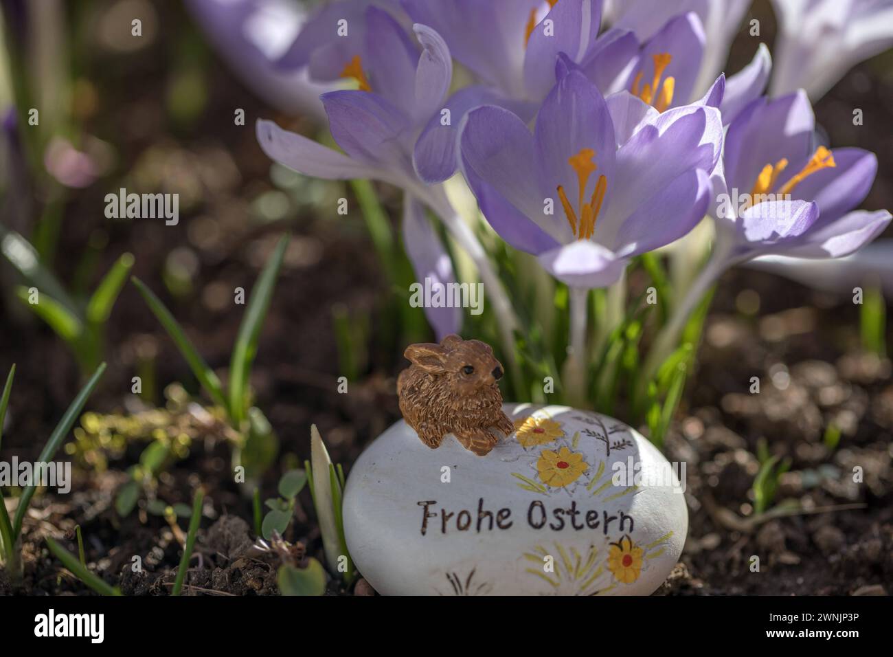München, Deutschland 02. März 2024 Krokusse sind Frühblüher und werden